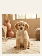 The First 100 Days With Your Puppy — cover